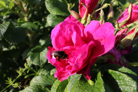 Roses in Ireland