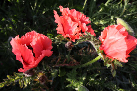 Roses in Ireland