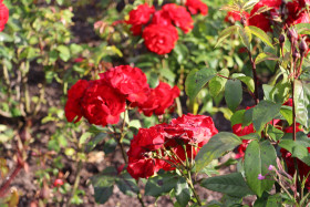 Roses in Ireland