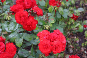 Roses in Ireland