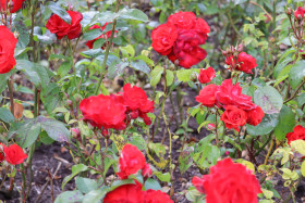 Roses in Ireland