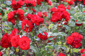 Roses in Ireland