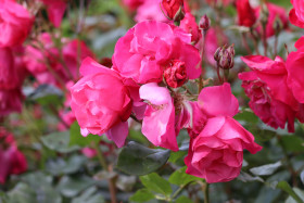 Roses in Ireland