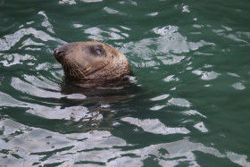 Seals in Ireland