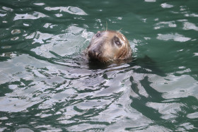 Seals in Ireland