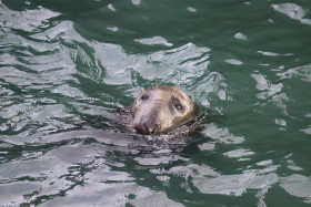 Seals in Ireland