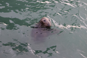 Seals in Ireland