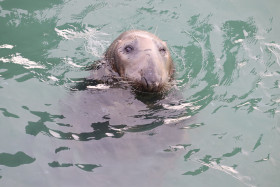 Seals in Ireland