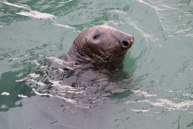 Seals in Ireland