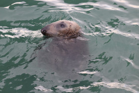 Seals in Ireland