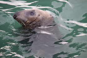 Seals in Ireland