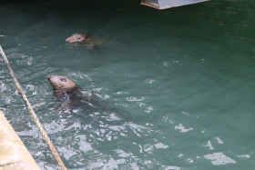 Seals in Ireland