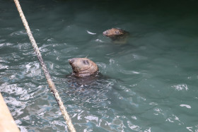 Seals in Ireland