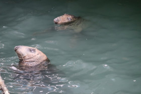 Seals in Ireland