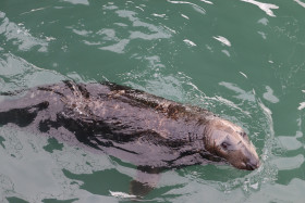 Seals in Ireland