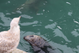 Seals in Ireland