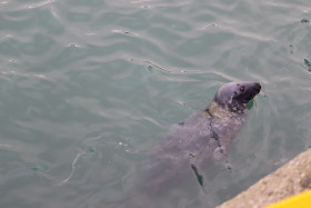 Seals in Ireland