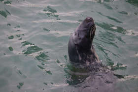 Seals in Ireland