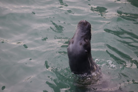 Seals in Ireland