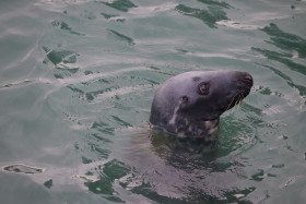 Seals in Ireland