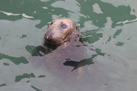 Seals in Ireland