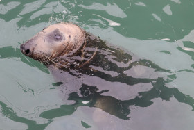 Seals in Ireland