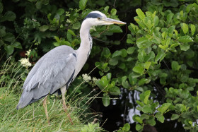 Grey heron in Ireland