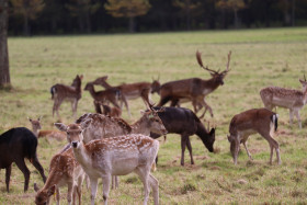 Deers in Phoenix Park in Dublin