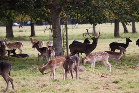 Deers in Phoenix Park in Dublin