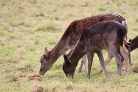 Deers in Phoenix Park in Dublin