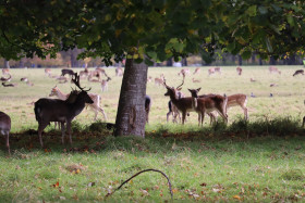 Deers in Phoenix Park in Dublin