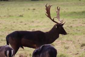 Deers in Phoenix Park in Dublin