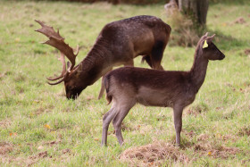 Deers in Phoenix Park in Dublin