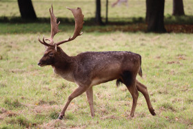 Deers in Phoenix Park in Dublin