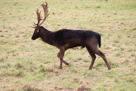 Deers in Phoenix Park in Dublin