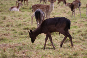 Deers in Phoenix Park in Dublin