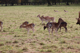 Deers in Phoenix Park in Dublin