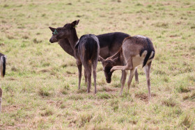 Deers in Phoenix Park in Dublin