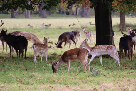 Deers in Phoenix Park in Dublin