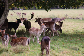 Deers in Phoenix Park in Dublin