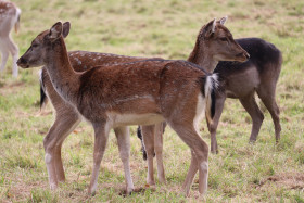 Deers in Phoenix Park in Dublin