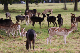 Deers in Phoenix Park in Dublin