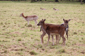 Deers in Phoenix Park in Dublin