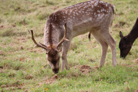 Deers in Phoenix Park in Dublin