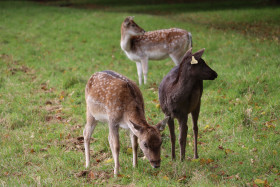 Deers in Phoenix Park in Dublin