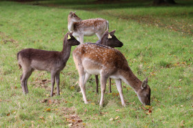 Deers in Phoenix Park in Dublin