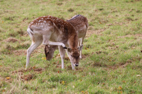 Deers in Phoenix Park in Dublin