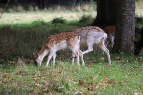 Deers in Phoenix Park in Dublin