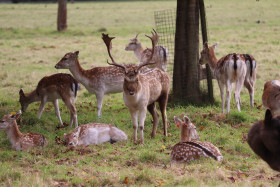 Deers in Phoenix Park in Dublin