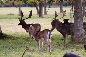 Deers in Phoenix Park in Dublin